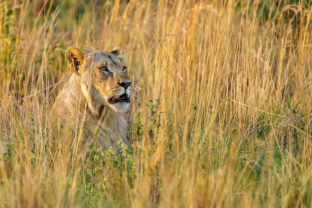 Closeup shot of a lonely lioness in the safari in africa