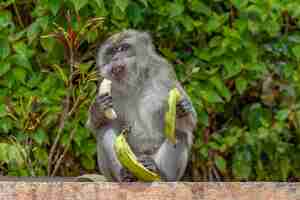 Foto gratuita colpo del primo piano del macaco dalla coda lunga