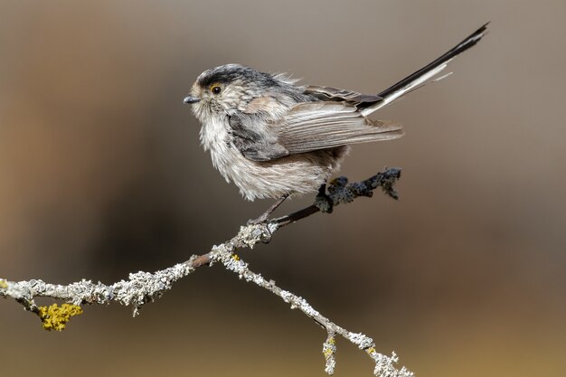 Closeup shot of a long-tailed tit perched on a tree branch