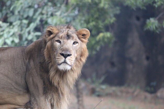 Closeup shot of a looking lion face at the zoo