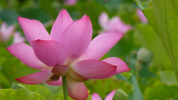 Closeup shot of lotus on the pond