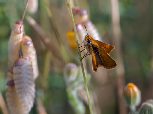 Closeup shot of a Lulworth skipper butterfly on a plant
