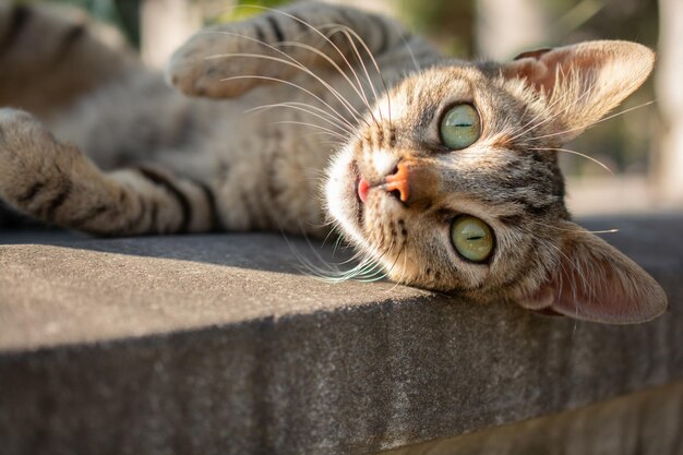 Closeup shot of a lying cat