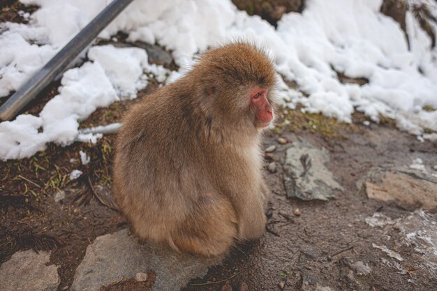 Closeup shot of a macaque monkey sitting on the ground