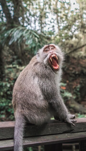 Closeup shot of a macaque on a wooden ledge with an opened mouth and blurred natural