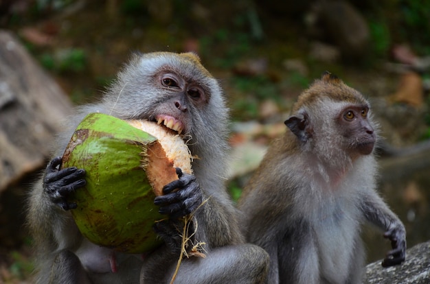 Closeup shot of Macaques eating green coconut shells