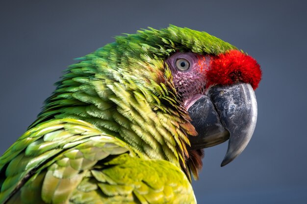 Closeup shot of a macaw parrot with colorful feathers on a grey background