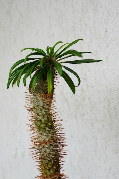 Free photo closeup shot of a madagascar palm plant against a white concrete wall