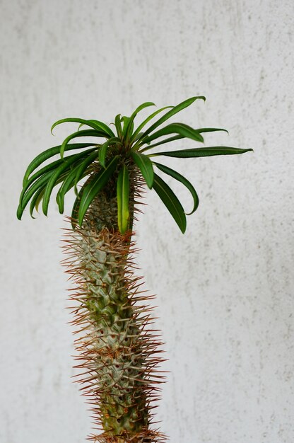 흰색 콘크리트 벽에 마다가스카르 야자 식물의 근접 촬영 샷