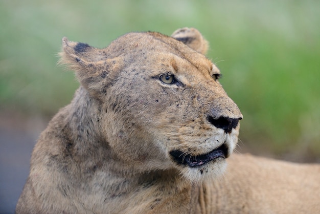 Closeup shot of a magnificent lioness on a road in the African jungles