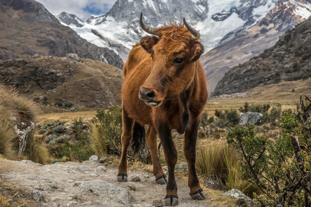 Closeup shot of a majestic calf on an elevated ground with mountains and plants around
