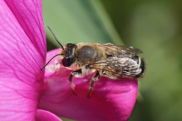 Closeup shot of a male banded mud bee, Mechacile ericetorum on a purple Lathyrus odoratus