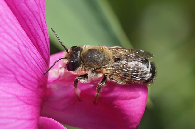 Closeup shot of a male banded mud bee, Mechacile ericetorum on a purple Lathyrus odoratus