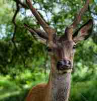 Free photo closeup shot of a male elk behind the trees