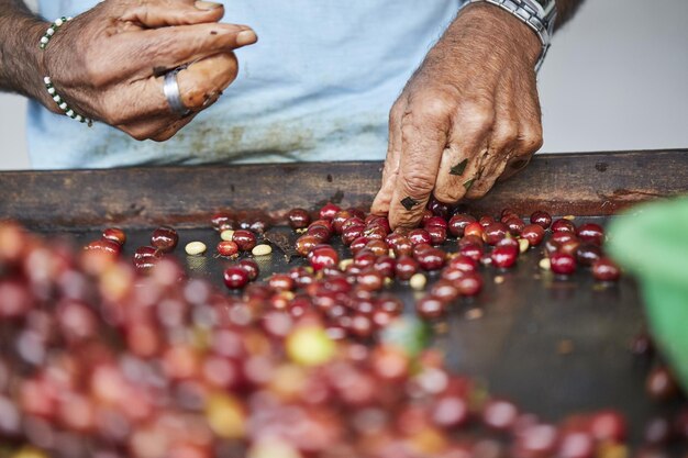 乾燥する前に収穫されたコーヒー果実を並べ替える男性の手のクローズアップショット