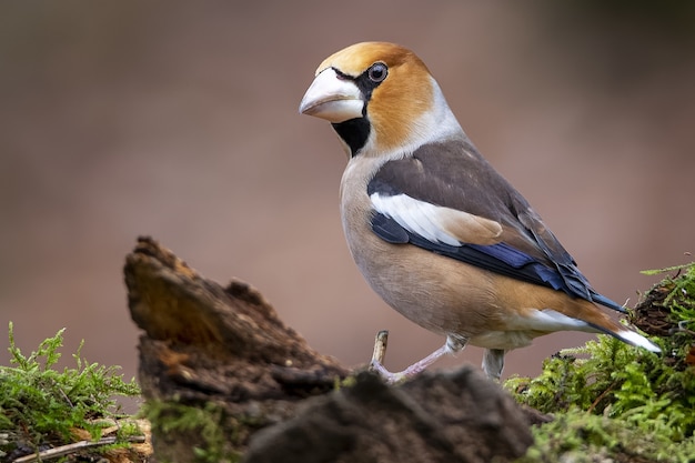 Closeup shot of a male hawfinch sitting on a branch with a blurry