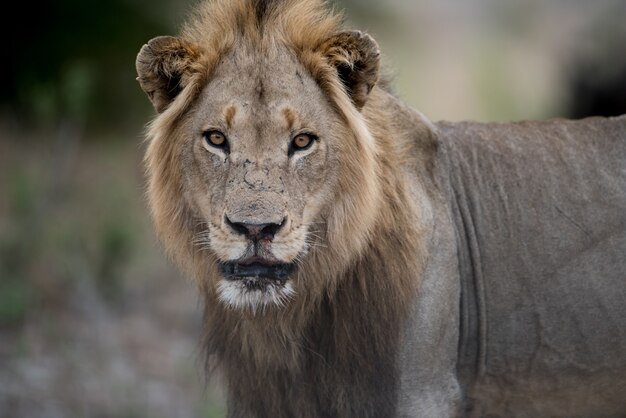 Closeup shot of a male lion with a blurred