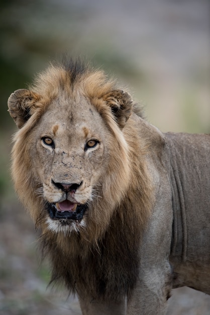 Closeup shot of a male lion