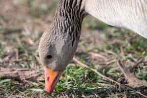 Free photo closeup shot of a mallard duck with its beak in the soil