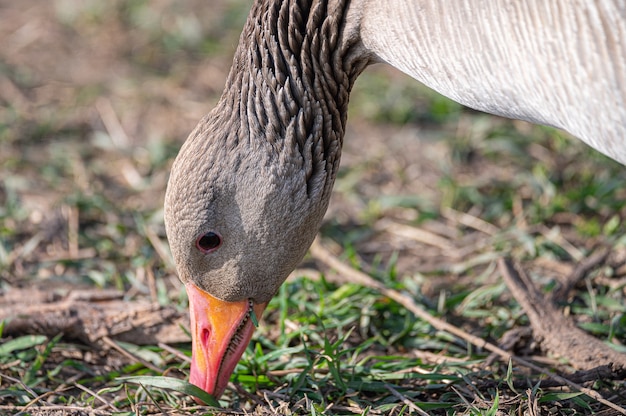 Closeup shot of a mallard duck with its beak in the soil