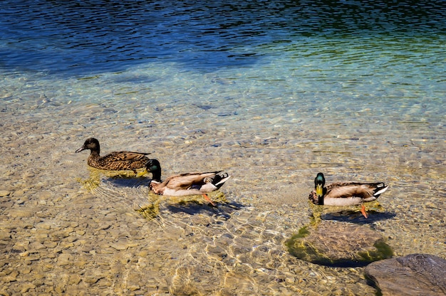 Closeup shot of Mallard swimming in a clear water