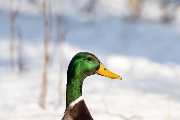 Closeup shot of a mallard with a blurred background