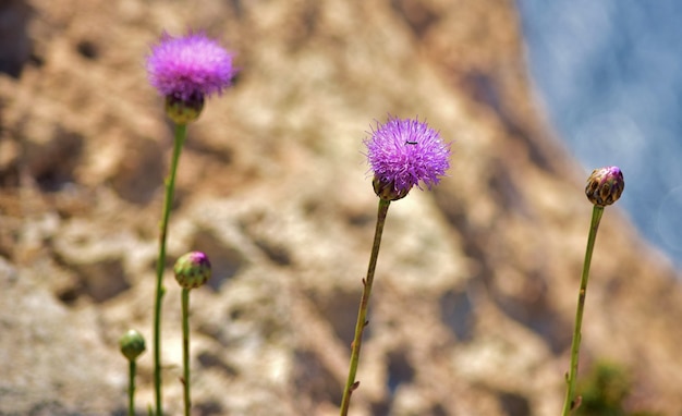 Closeup shot of Maltese centaury flowers
