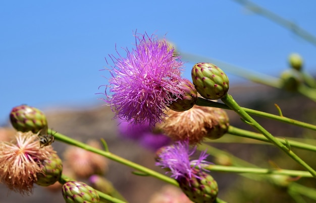 Closeup shot of a Maltese centaury