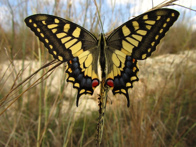 Free photo closeup shot of a maltese swallowtail in malta