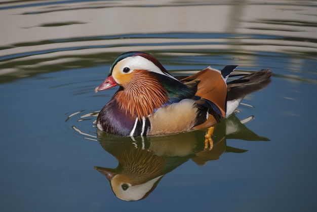 水の上のマンダリンのクローズアップショット