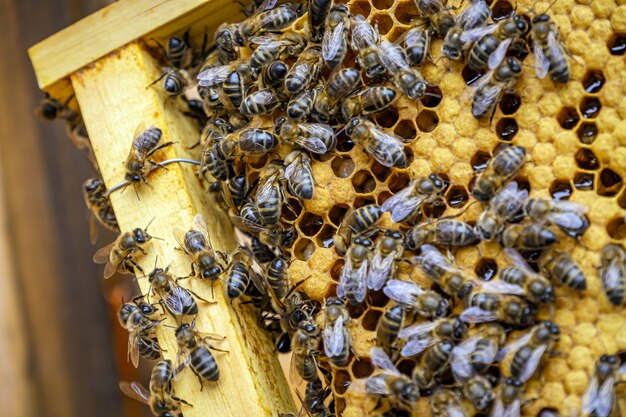 Closeup shot of many bees on a honeycomb frame making honey