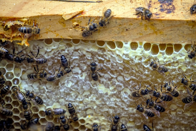 Крупным планом снимок многих пчел на раме сот, делая мед