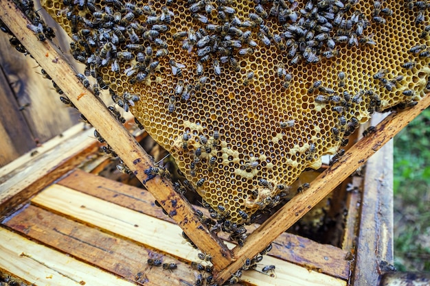 Closeup shot of many bees on a honeycombs frame making honey