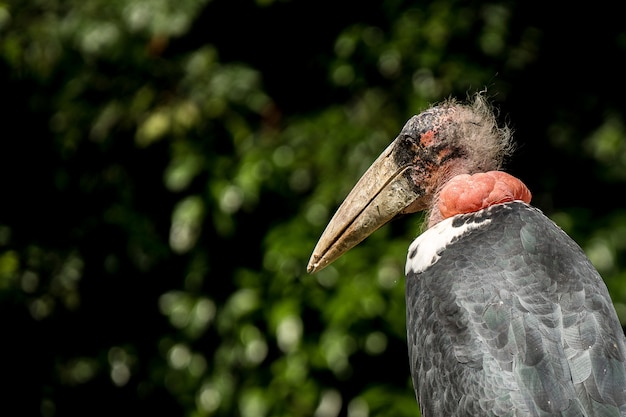 Closeup shot of a marabou stork with a blurred natural