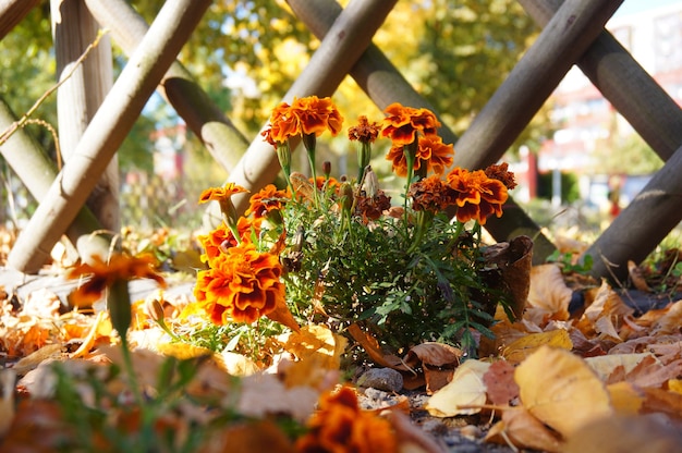 Closeup shot of a marigold plant with blooming flowers against a wooden fence