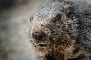 Foto gratuita colpo del primo piano di una marmotta nel paesaggio naturale