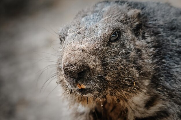 Closeup shot of a marmot in the natural landscape