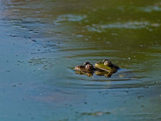 Closeup shot of the marsh frog Pelophylax ridibundus in the lake in Europe