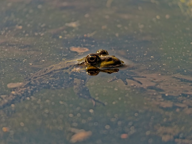 Closeup shot of the marsh frog Pelophylax ridibundus in the lake in Europe