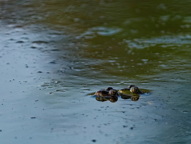 Closeup shot of the marsh frog Pelophylax ridibundus in the lake in Europe