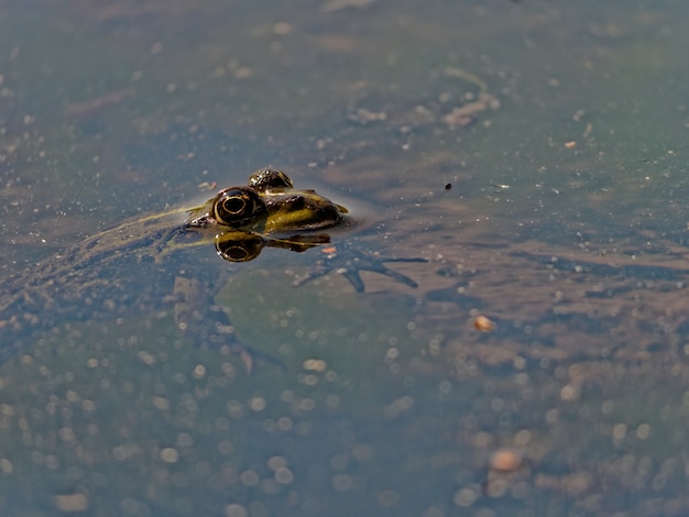 Closeup shot of the marsh frog Pelophylax ridibundus in the lake in Europe
