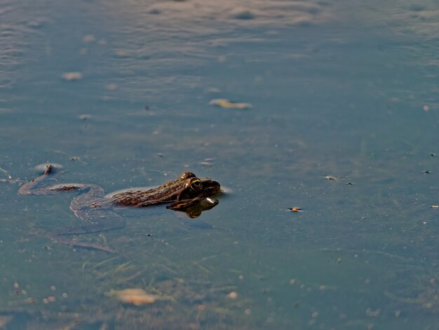 Closeup shot of the marsh frog Pelophylax ridibundus in the lake in Europe