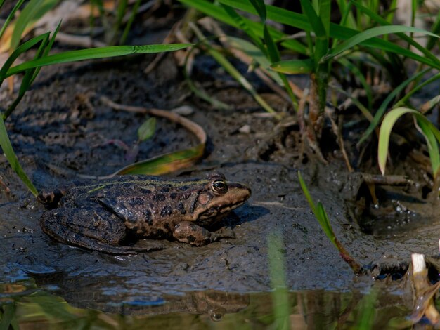 Closeup shot of the marsh frog Pelophylax ridibundus near the lake in Europe