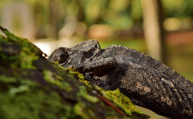 Closeup shot of a Mediterranean Chameleon climbing up a tree trunk in the Maltese Islands