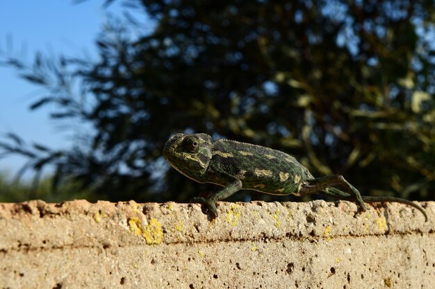 Closeup shot of a Mediterranean Chameleon keeping its balance as it tiptoes on a thin brick wall