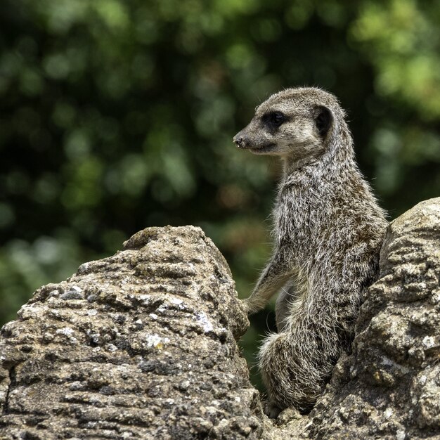 Closeup shot of meerkat with a bokeh background