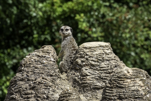 Free photo closeup shot of a meerkat