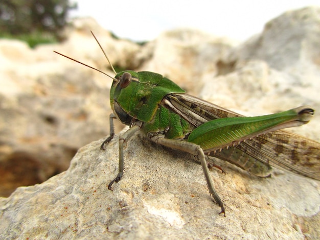 Closeup shot of a migratory locust on a rock  under the sun