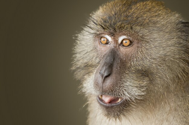 Снимок крупным планом обезьяны с широко открытыми глазами