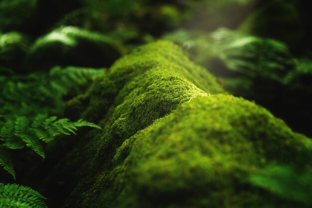 コケや森の中の木の枝で育つ植物のクローズアップショット